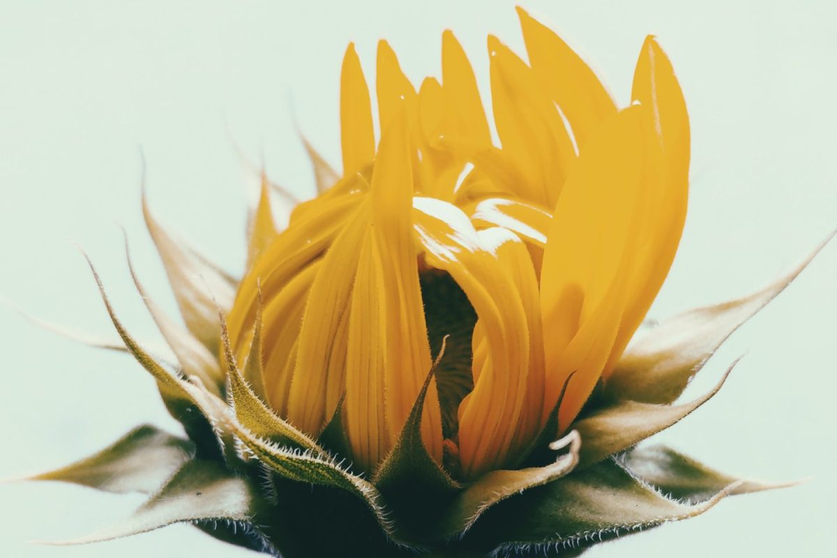 A sunflower’s story